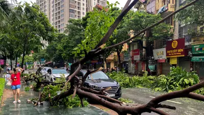 امرأة تمشي بجوار شجرة ساقطة في أعقاب تأثير إعصار ياغي في هانوي بفيتنام