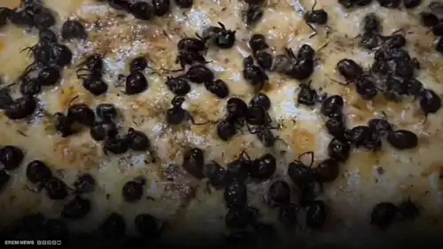 "بيتزا النمل".. أغلى وجبة برازيلية تثير صدمة وفضول العالم