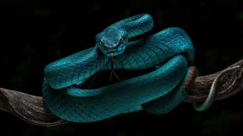 الافعى الزرقاء السامة