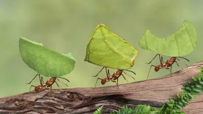 حشرة النمل (تعبيرية)