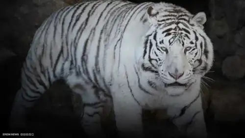 مصر.. سرقة نمر نادر من الساحل الشمالي تثير الجدل