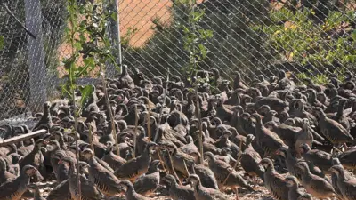 إكثار طيور الحجل في تركيا لمواجهة القراد