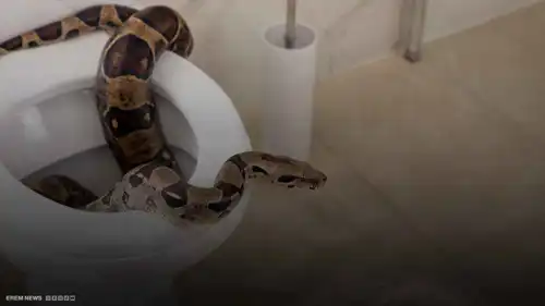 ثعبان يهاجم فتاة في دورة المياه