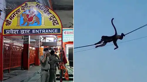 قرود هاربة تتسبب بكارثة كهربائية