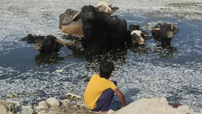 نفوق الأسماك في هور ابن نجم
