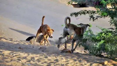 كلاب ضالة (تعبيرية)