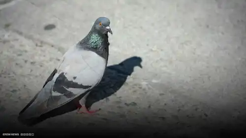 مشاهد مرعبة لنفوق طيور بسبب مياه شرب في البصرة