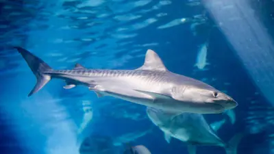 سمكة القرش النمري