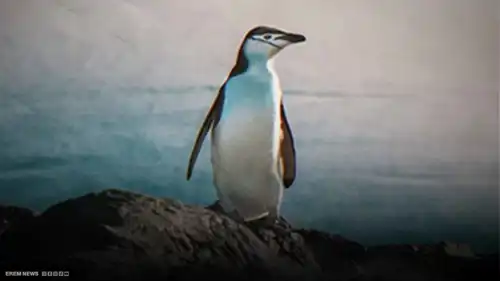 "البطريق العنيد".. كيف وصل الترند العالمي إلى البيت الأبيض؟