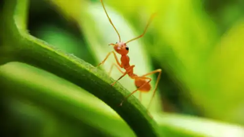 النملة الكهربائية