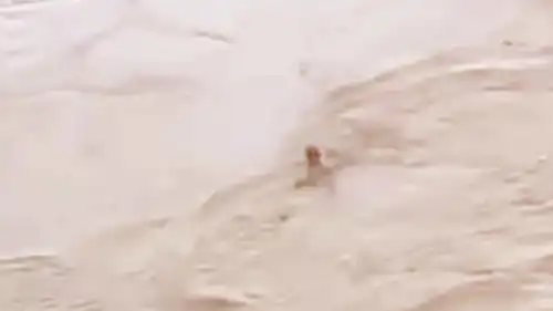 شاب هندي جرفه النهر