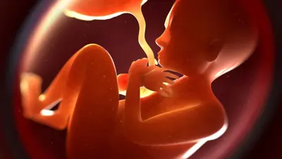 جنين في الرحم