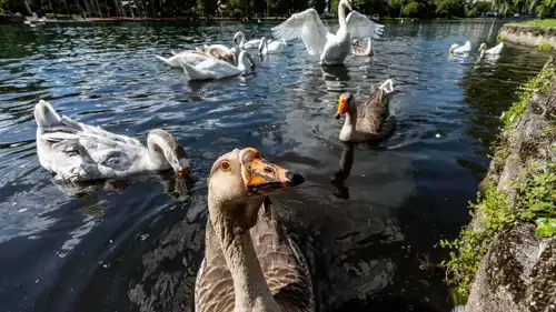 بجعات في بحيرة أورلاندو