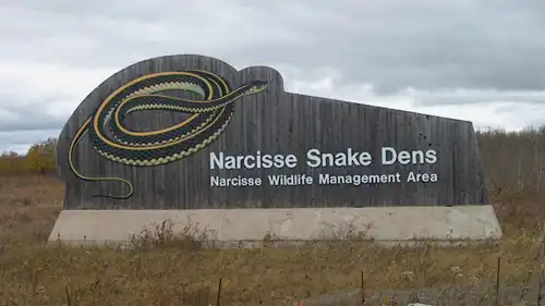 أوكار نارسيس للأفاعي