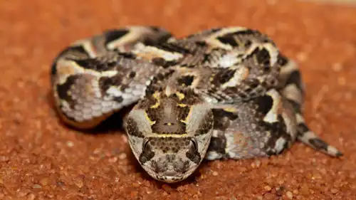 الأفعى النافخة