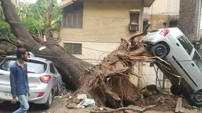 سقوط الأشجار في عاصفة نيودلهي