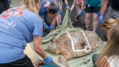 سلحفاة بيني وايز