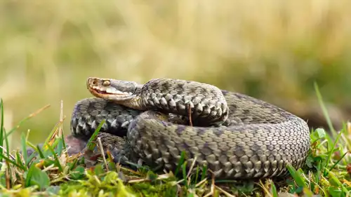 الأفعى الأوروبية