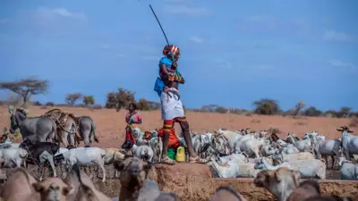 رعاة الماشية في أفريقيا