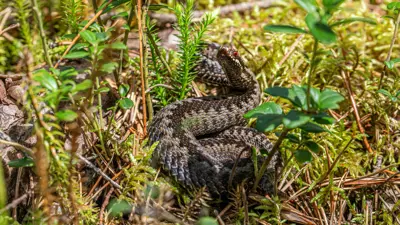 أفعى الأدير