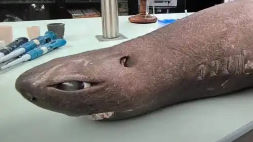 قرش "الأنمي"