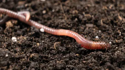 ديدان في التربة (تعبيرية)