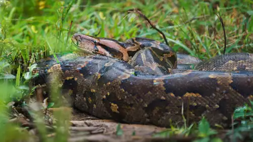 ثعبان من نوع بايثون 