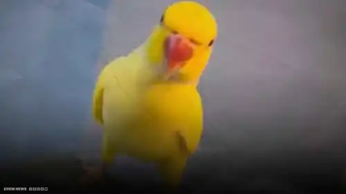 الببغاء بطل الواقعة