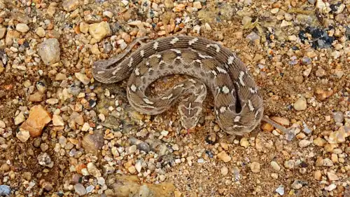 الأفعى المنشارية