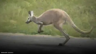  أنثى الكنغر"شيلا"