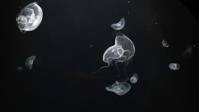 قناديل البحر 