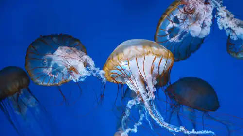 قناديل البحر