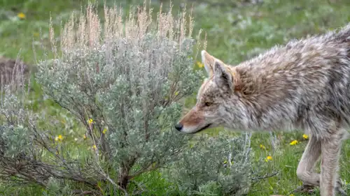 الذئب البري