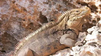 الإغوانا