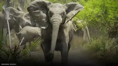 فلاش الكاميرا يشعل غضب فيل بري.. مشهد مروع ينجو منه سائح بأعجوبة