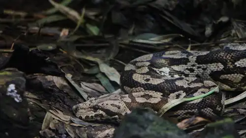 أنثى ثعبان كرة