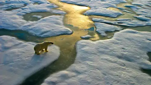 الدب القطبي