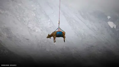 البقر الطائر بسويسرا