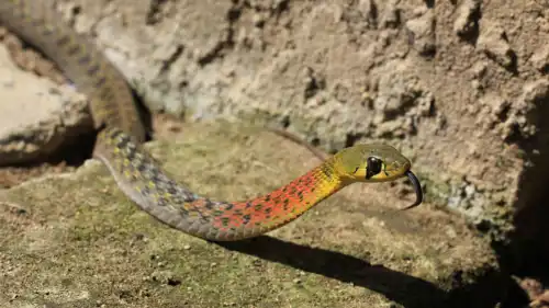 ثعبان Rhabdophis subminiatus