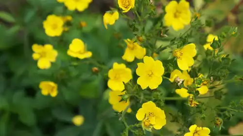 زهرة "التومنتيل"