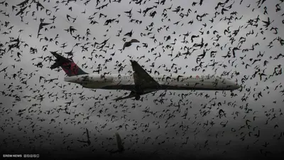 ضيف من غير موعد.. كيف تؤرق "الطيور" حركة الطائرات وتزيد من كوارثها؟