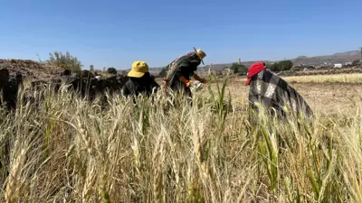 مزارعون يحصدون القمح قرب صنعاء