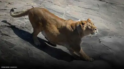 تهور انتهى بفاجعة.. لبؤة تفترس رجلاً اقتحم حظيرتها في البرازيل