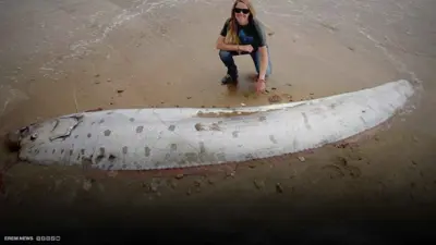 سمكة "يوم القيامة"