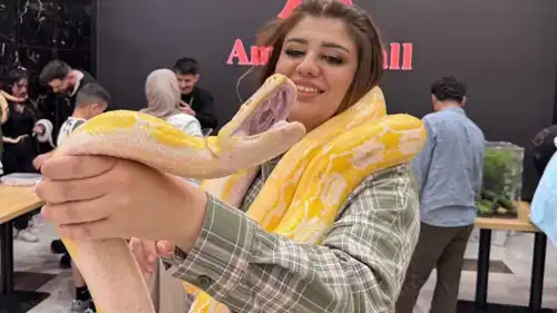 من مهرجان الزواحف في العراق