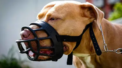 كلب من نوع بتبول