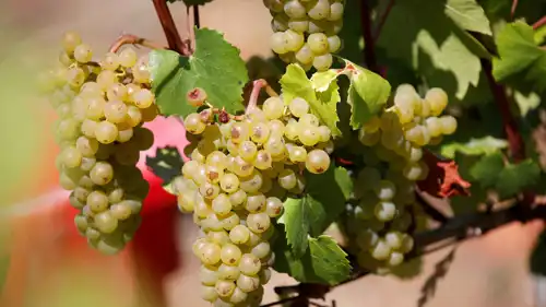 العنب الأخضر
