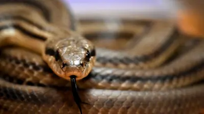 ثعبان (تعبيرية)