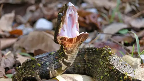 الأفعى قطينة الفم