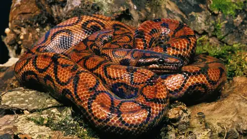 أفعى بوا البرازيلية قوس قزح